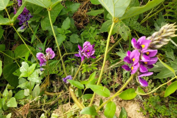 葛根的種植與栽培技術