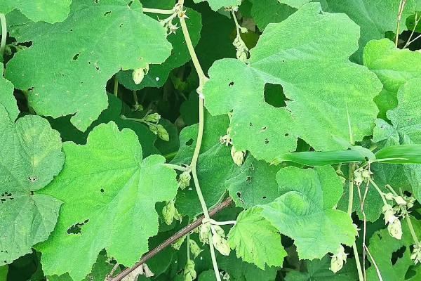 葛根的種植與栽培技術