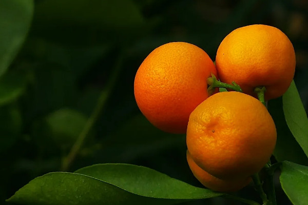 金桔一年開幾次花結幾次果