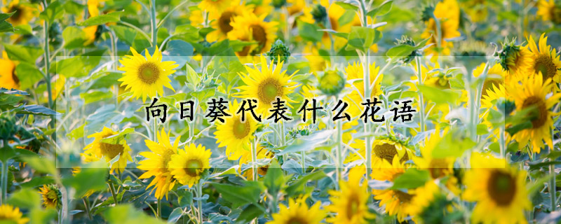 向日葵代表什麼花語