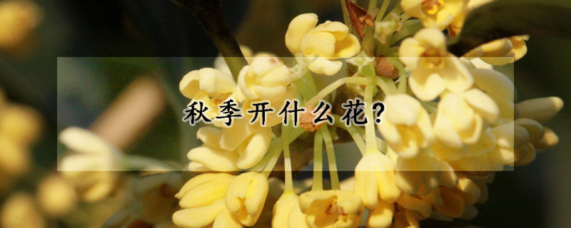 秋季開什麼花?