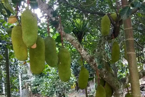 菠蘿蜜樹多少度會凍死