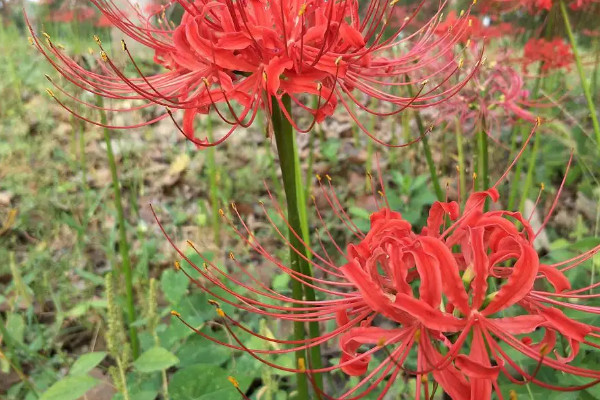 彼岸花的花語是什麼，彼岸花的寓意什麼意思