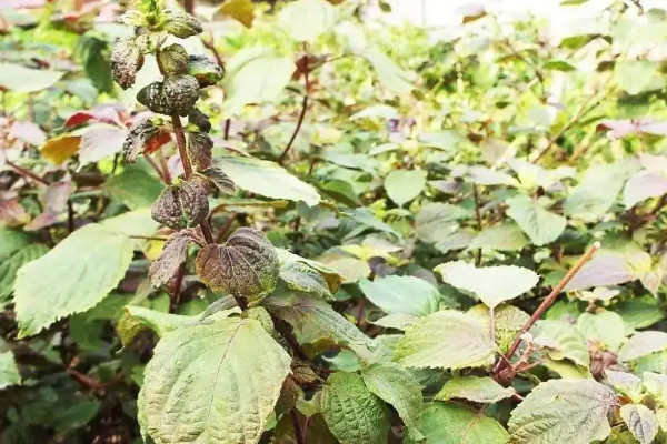 陽台種植紫蘇的時間和方法，紫蘇陽台種植全過程