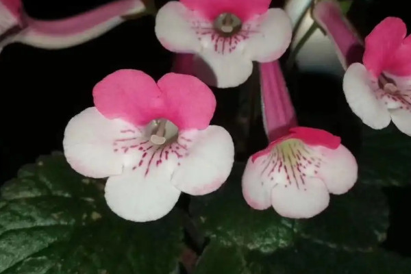 陽台種植花卉的時間和方法步驟，怎樣在陽台養花