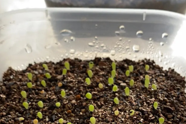 陽台種植蔬菜的時間和方法步驟，陽台如何種植蔬菜