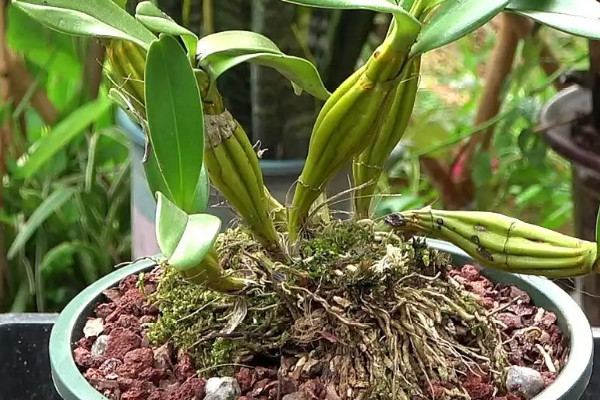 陽台種植石斛的時間和方法步驟，石斛陽台怎麼養才好