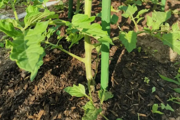 陽台種植西紅柿的時間和方法步驟，陽台怎麼種植西紅柿