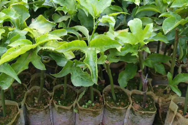 陽台種植百香果的時間和方法步驟，百香果在陽台如何種植