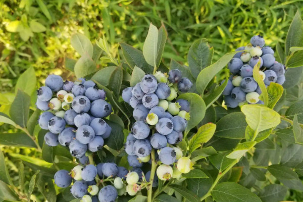 藍莓品種介紹大全，藍莓有什麼品種