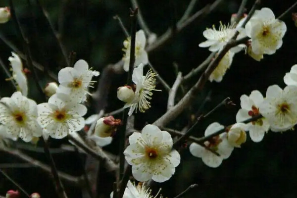 梅花10月份就開花正常嗎