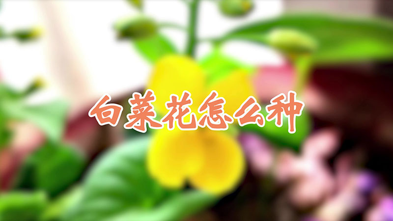 白菜花怎麼種