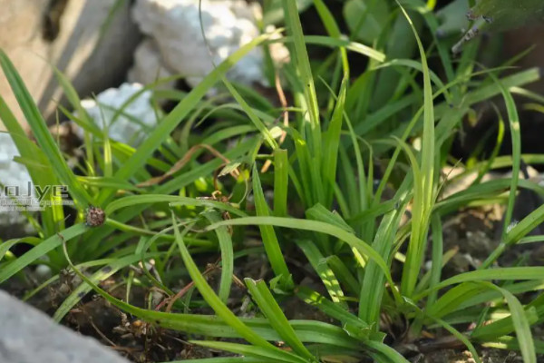 高丹王草種植技術