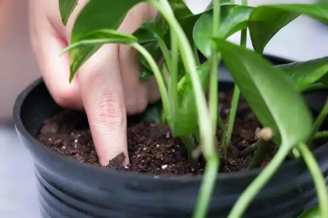 養花有小飛蟲怎麼處理