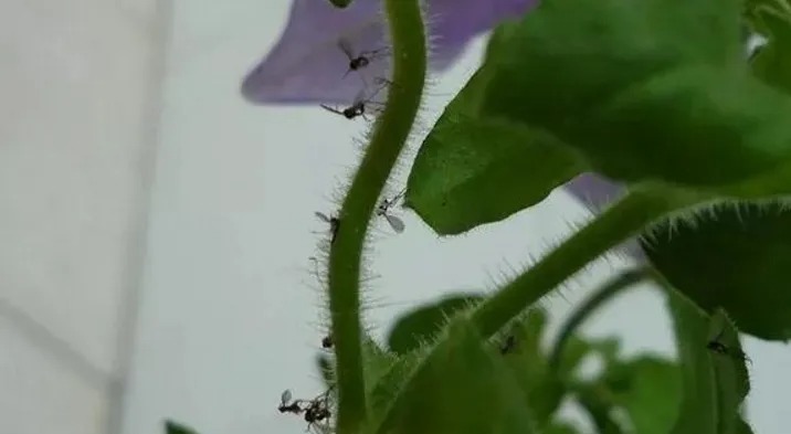 養花有小飛蟲怎麼處理