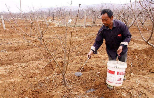 桃樹的種植技術