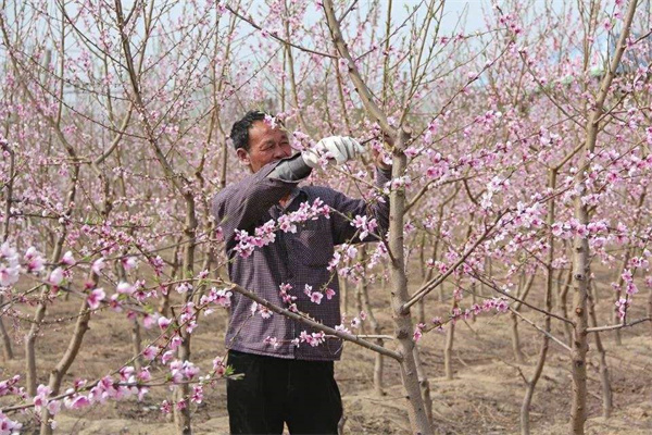 桃樹的種植技術