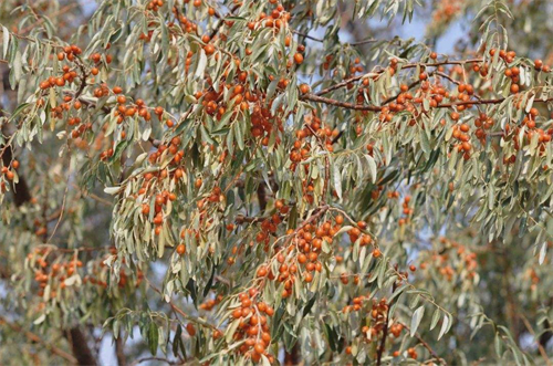 沙棗樹怎麼種植 沙棗樹的種植方法