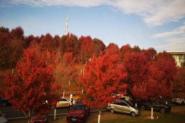 美國紅楓的養殖方法和注意事項