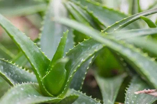 蘆薈的種植與栽培技術