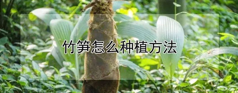 如何種植竹筍？需要注意哪些事項？