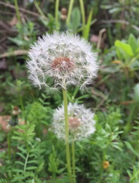 蒲公英對男人的好處