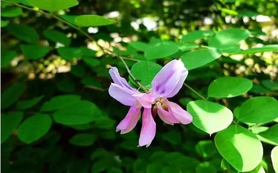 花木蘭？花木藍？有什麼區別