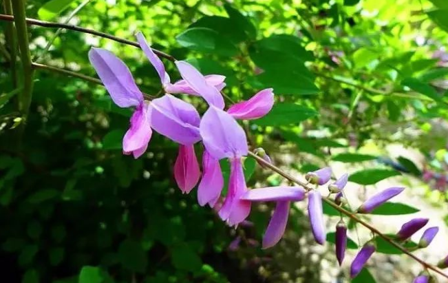 花木蘭？花木藍？有什麼區別