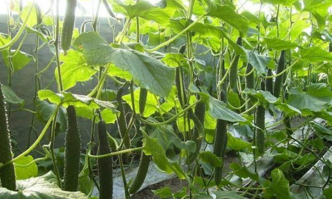 水果型黃瓜栽培技術與種植步驟