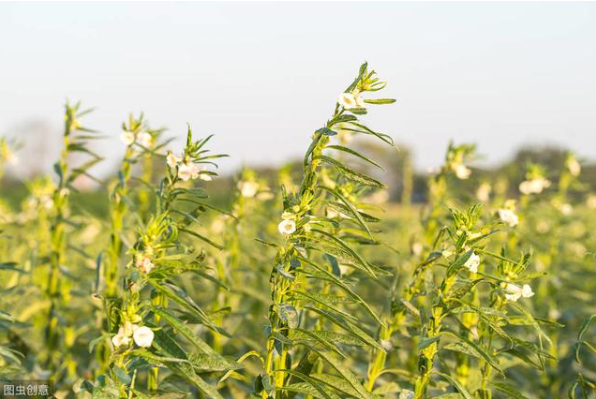 芝麻為什麼合理密植能夠高產