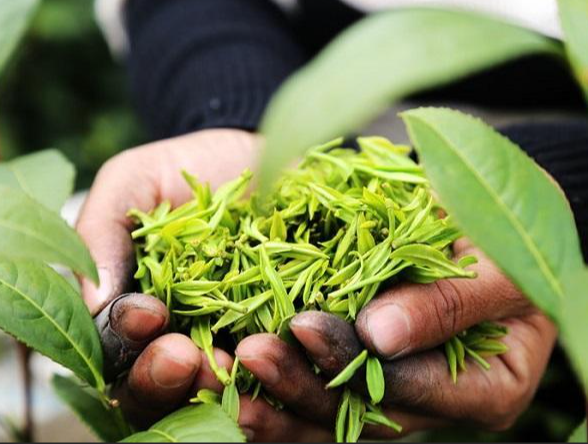 茶分幾大類都是什麼茶-茶的分類