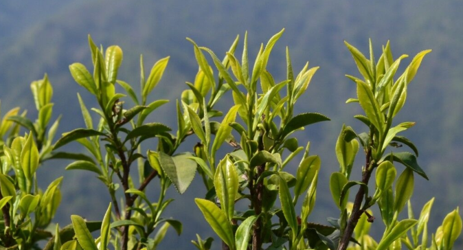 素心蘭岩茶是什麼品種？