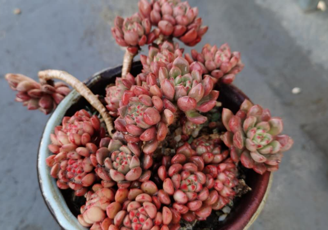 多肉植物雨滴不能淋雨嗎