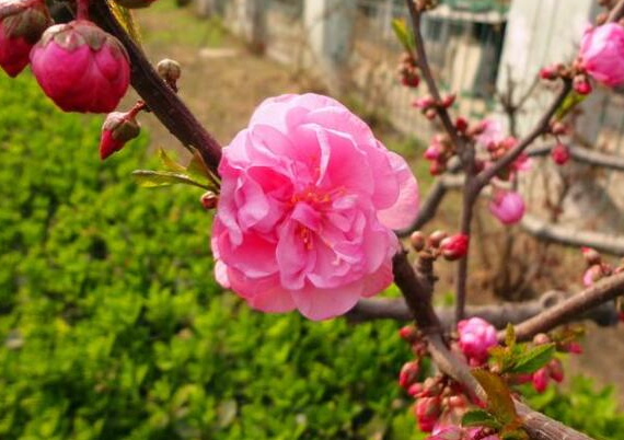 重瓣榆葉梅是什麼花及花語含義