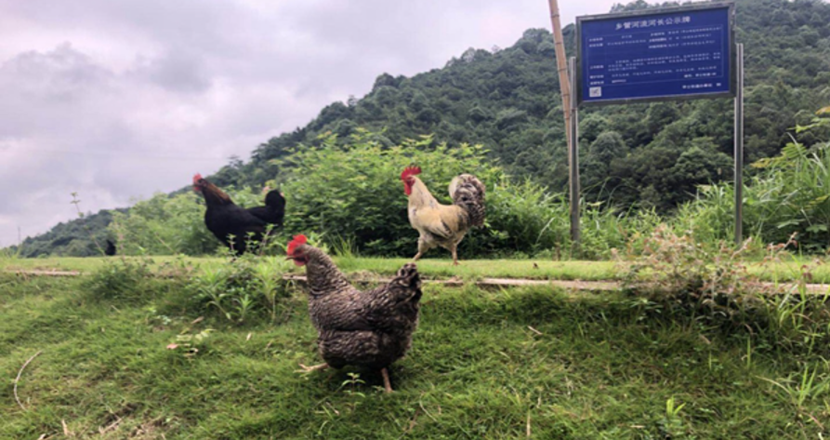 養雞管理中養雞戶常犯的錯誤有哪些？