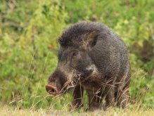 <strong>什麼是死豬肉？怎麼分辨病死豬肉？</strong>