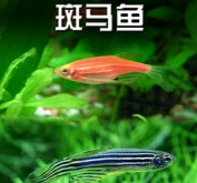 <strong>斑馬魚是什麼魚，多大可以繁殖？</strong>