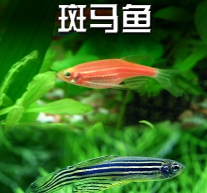 斑馬魚是什麼魚，多大可以繁殖？