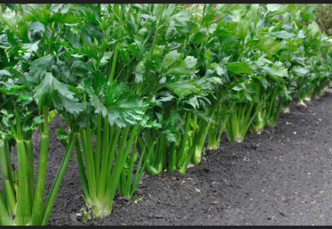 芹菜怎麼種？芹菜什麼時候種植好