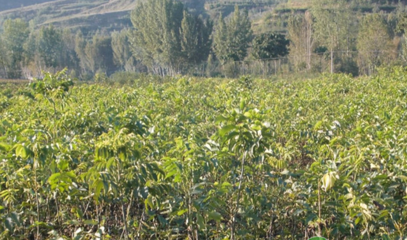 碧根果種子怎麼發芽？