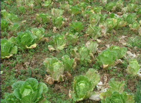 白菜霜黴病有哪些防治要點？