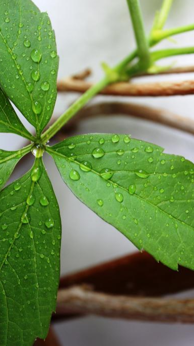 植物葉麵上的露珠是這麼形成的，是植物的汗液嗎？