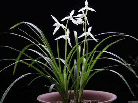 蘭花怎麼養，蘭花的種植方法及栽培技巧？