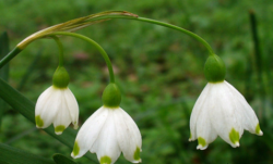 <strong>怎麼種植雪蓮產量高</strong>