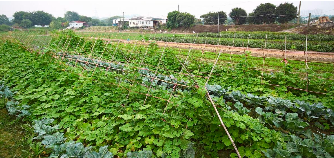 農業種植知識-施肥小技巧