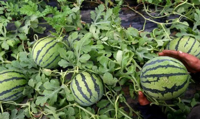 西瓜高產種植技術