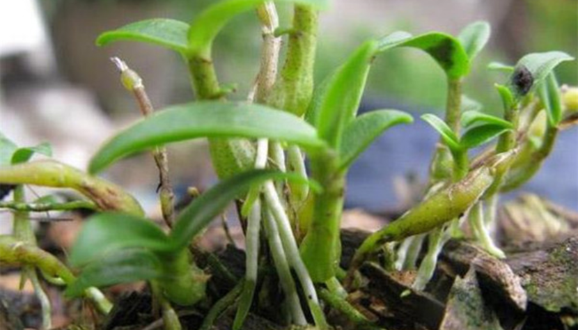 白芨的種植技術和管理方法