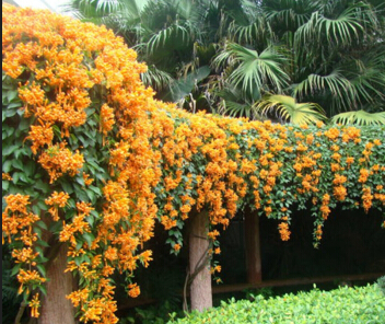 炮仗花是什麼花？它花語和寓意是什麼？