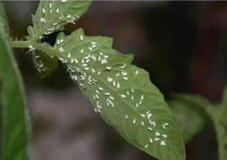 白粉虱是什麼？用什麼防治效果最好！