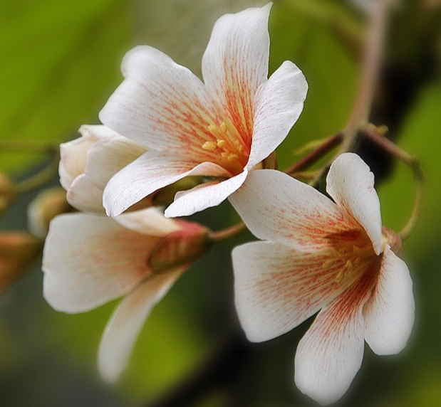 油桐花的花語和寓意是什麼？